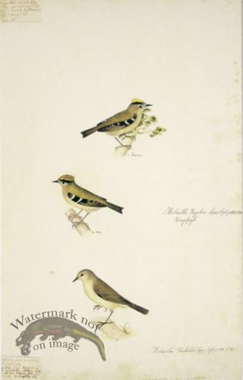 56 Swedish Birds . Motacilla - Regulus, Goldcrest, M.F